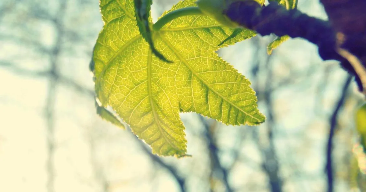 Comment cultiver un potager bio ?