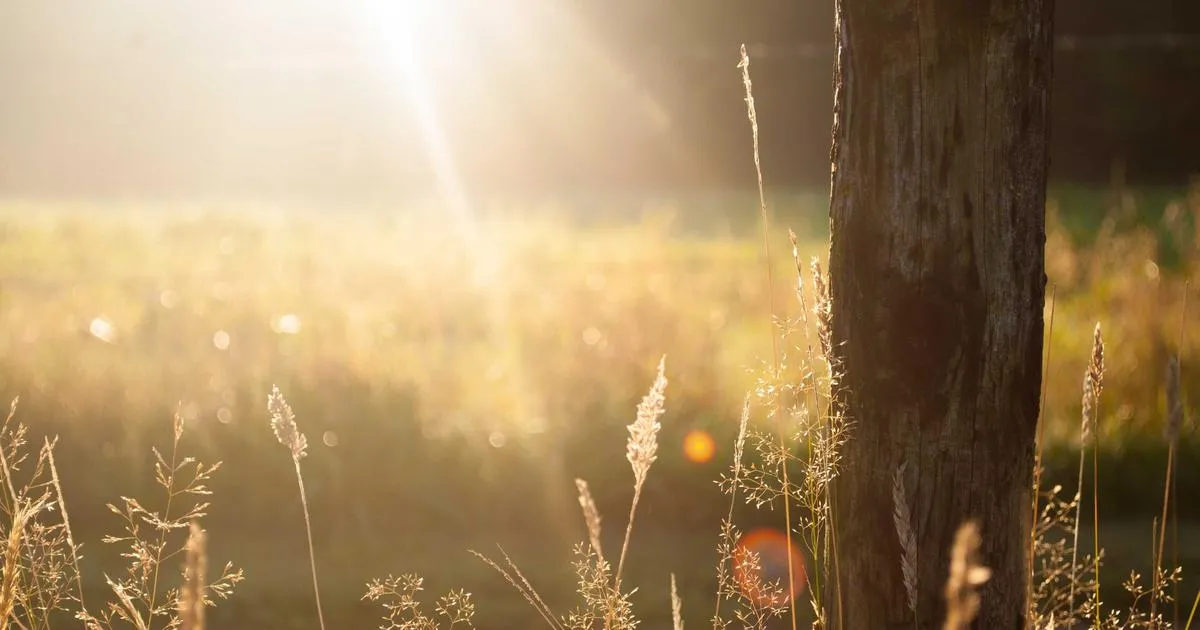 Cultiver un figuier à partir d une figue : de la simple gourmandise à l arbre majestueux