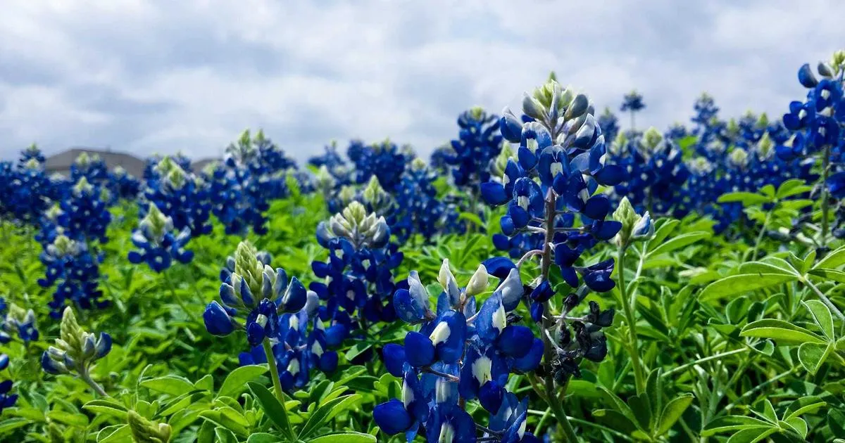 Les fleurs en U : caractéristiques et techniques de culture
