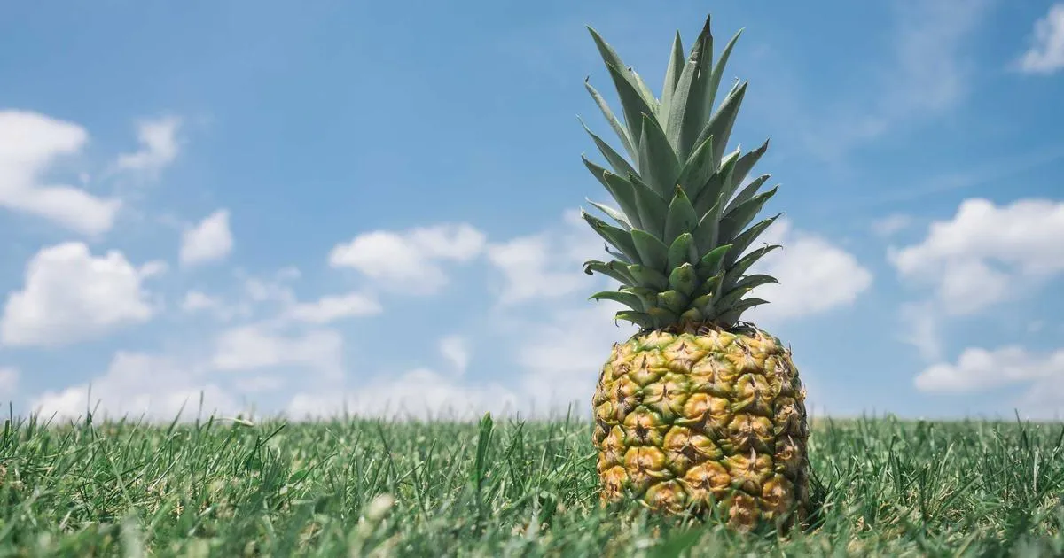 Pompe à eau jardin 2026 : choisir entre immergée, surface, solaire — guide complet