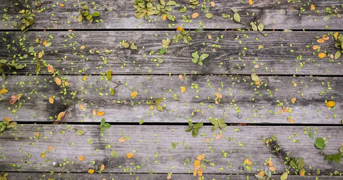 Quand tailler un murier platane : guide pratique et conseils