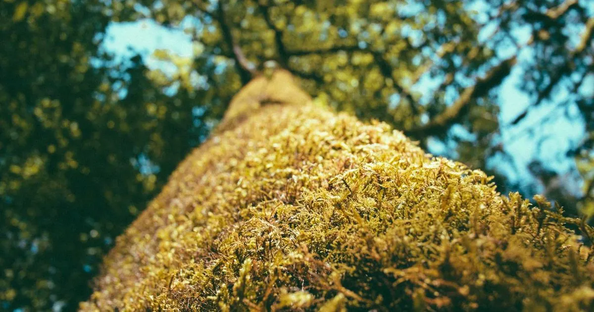 Tout ce que vous devez savoir sur la haie photinia